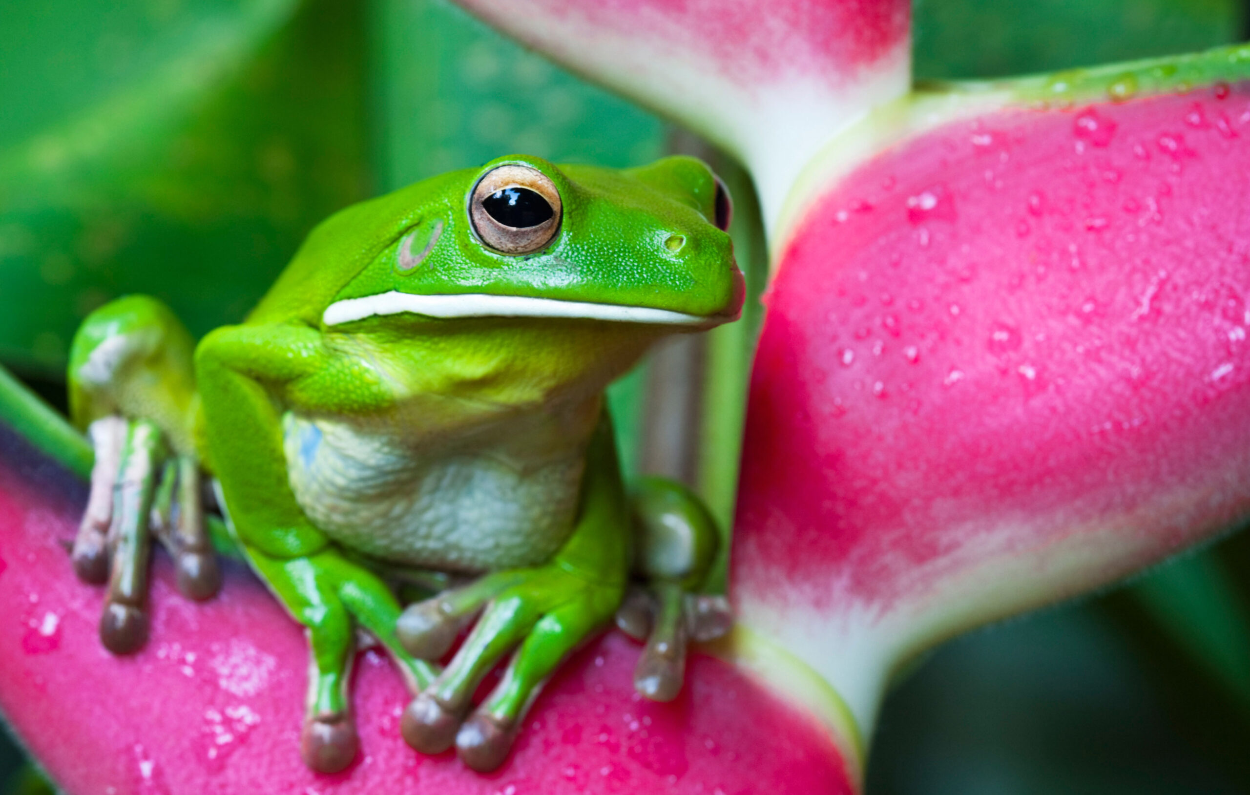 White-lipped green tree frog.